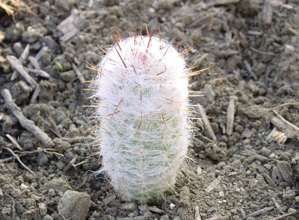 Oreocereus_trollii_2